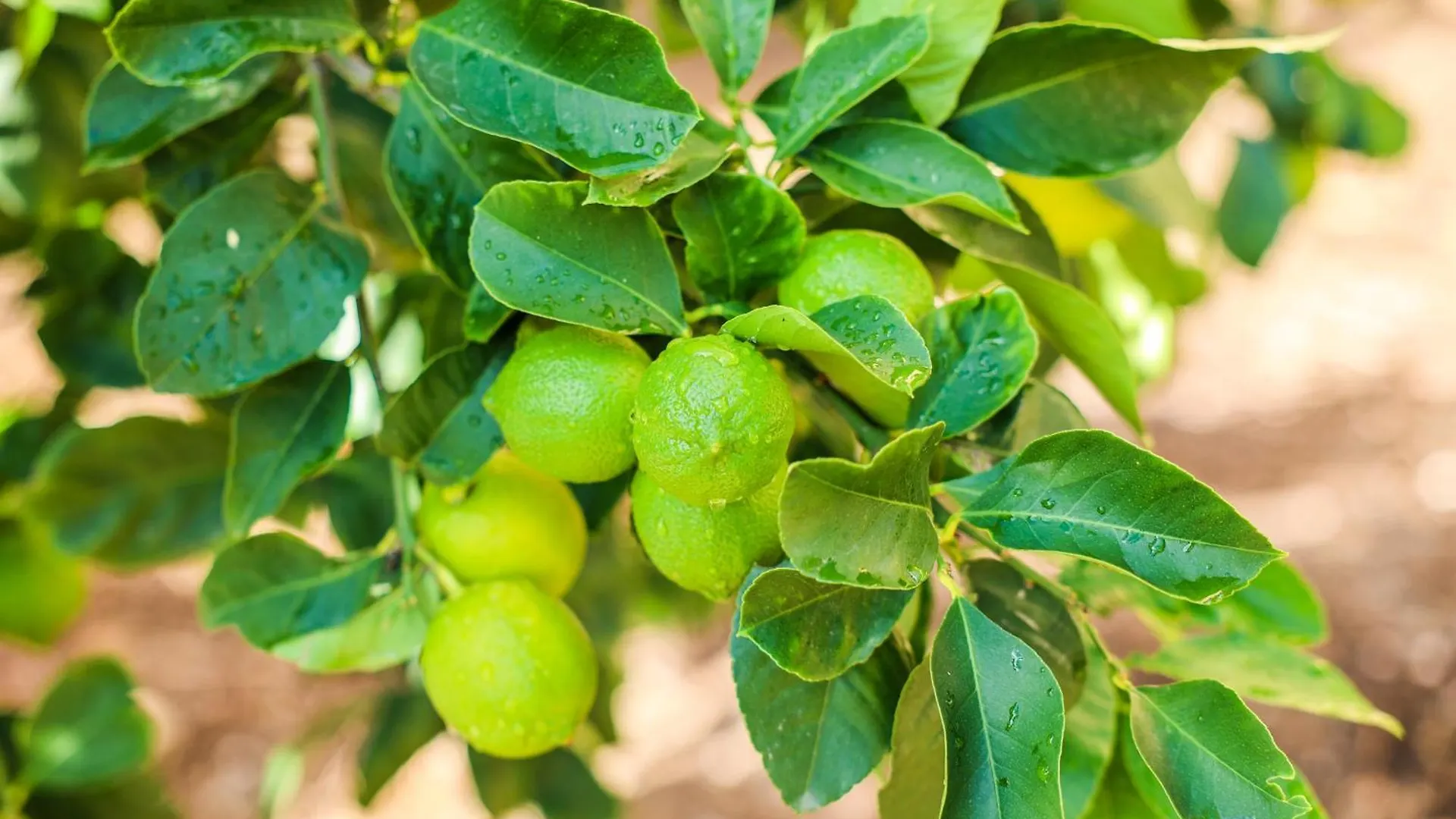 טראביה B&B Giardino Dei Cedri לינה וארוחת בוקר