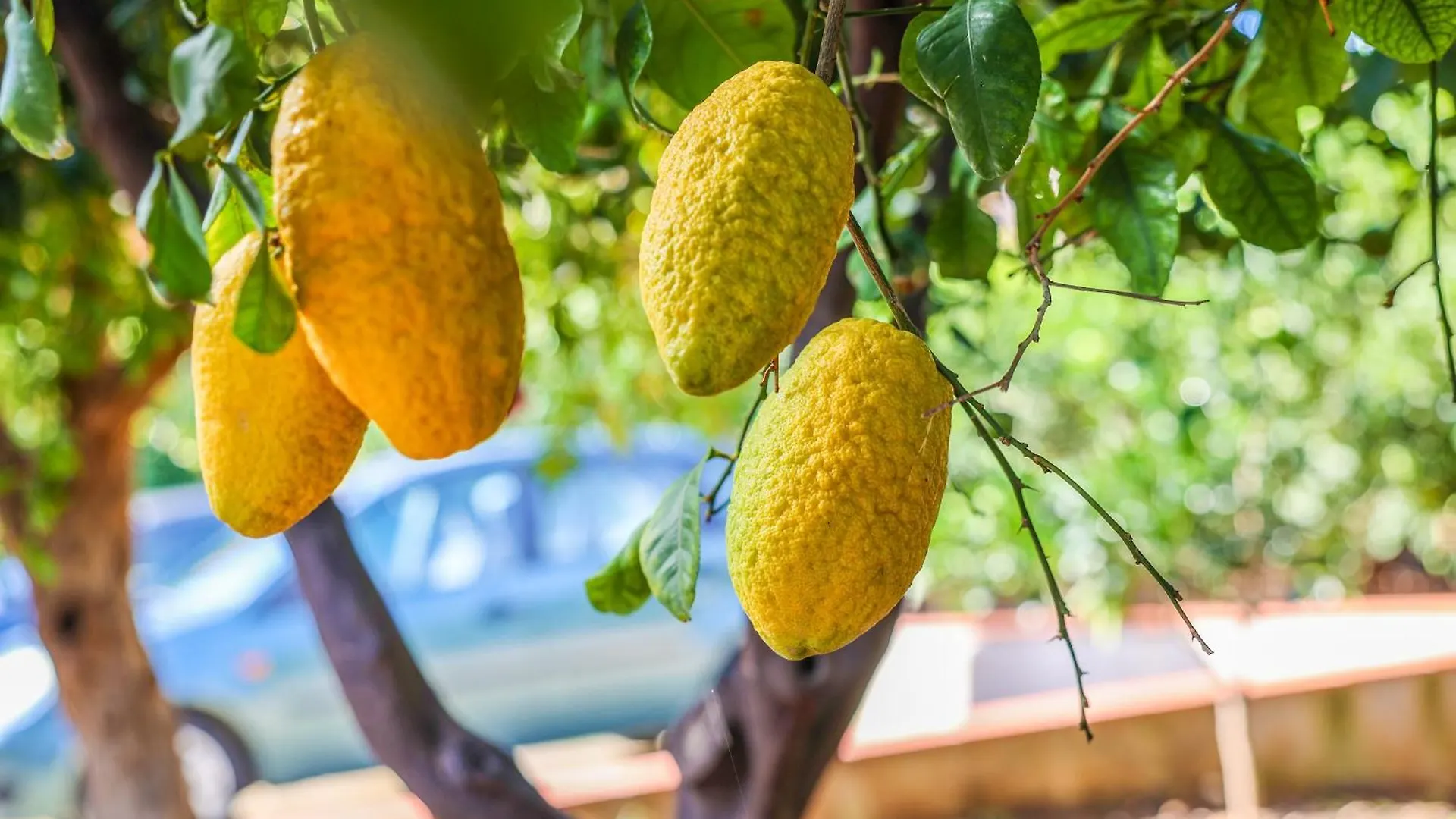 טראביה B&B Giardino Dei Cedri לינה וארוחת בוקר