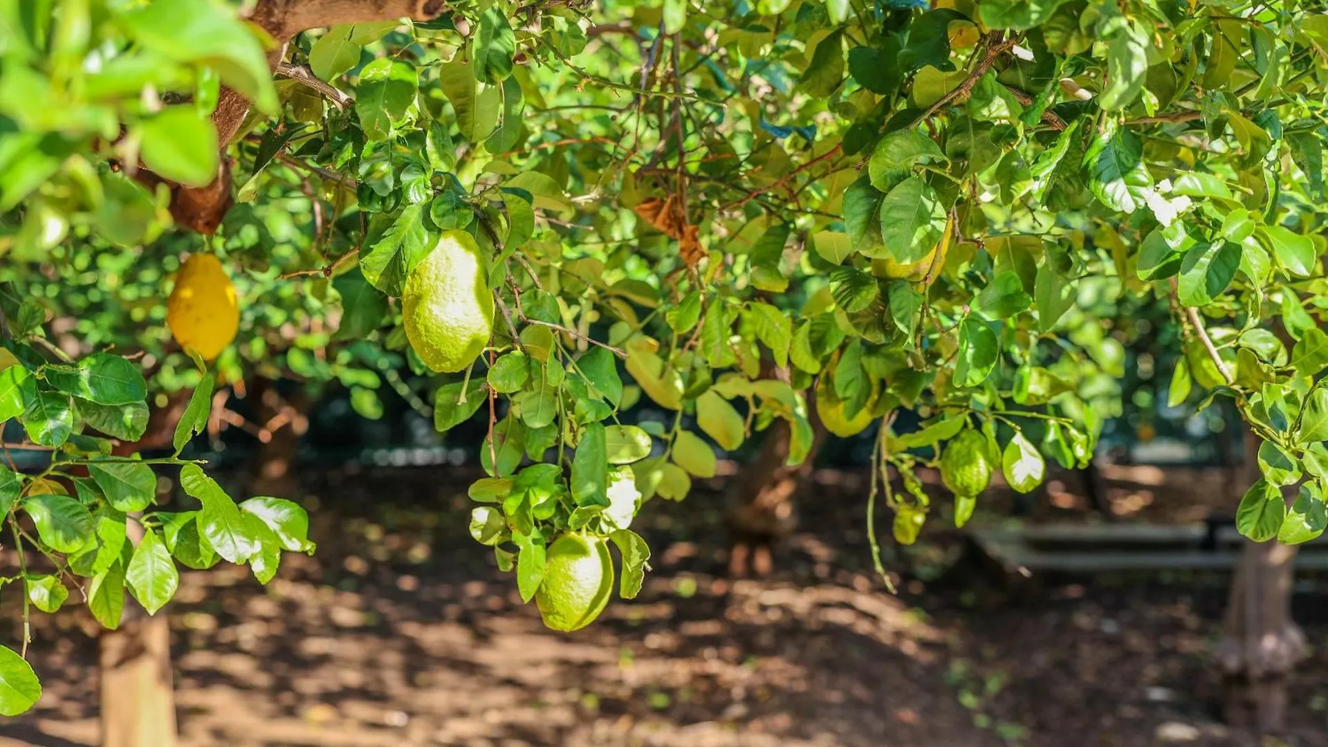 לינה וארוחת בוקר טראביה B&B Giardino Dei Cedri איטליה