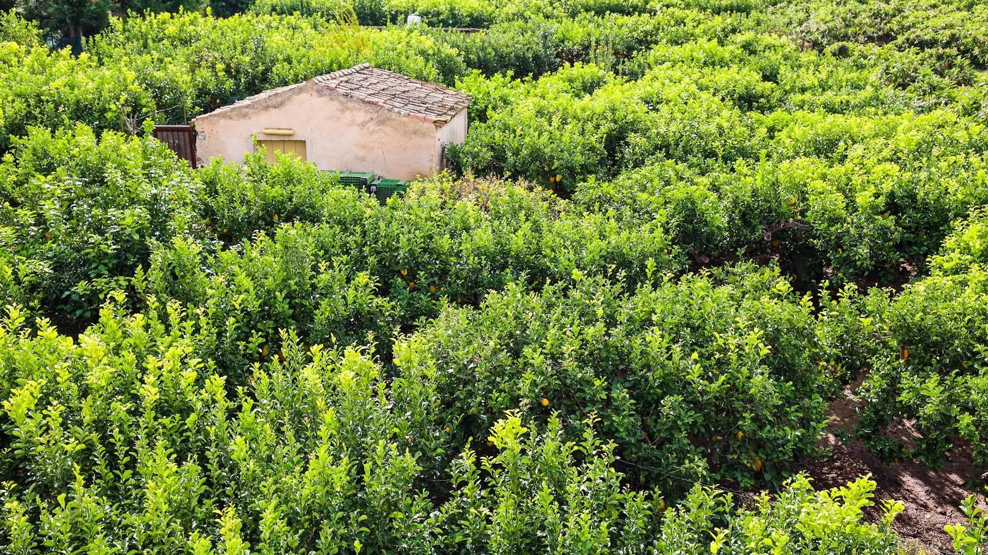 לינה וארוחת בוקר טראביה B&B Giardino Dei Cedri