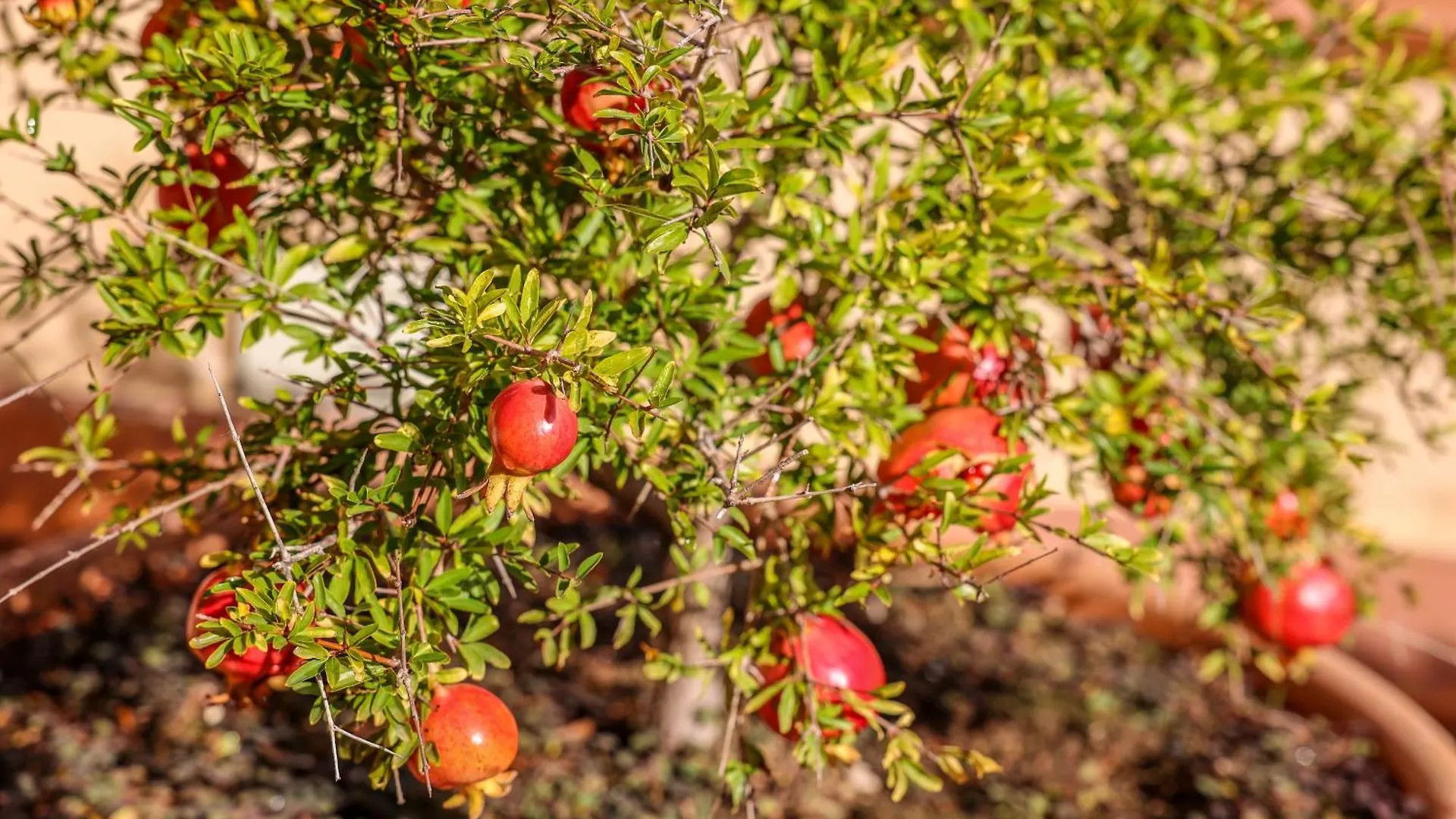לינה וארוחת בוקר טראביה B&B Giardino Dei Cedri