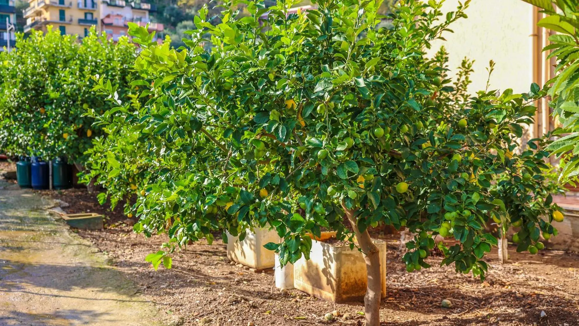 טראביה B&B Giardino Dei Cedri לינה וארוחת בוקר